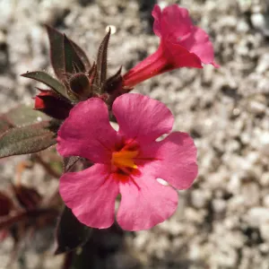 Mimulus bigelovii