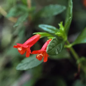 Mimulus parviflorus