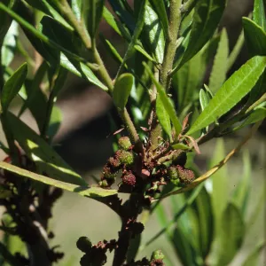 Myrica californica