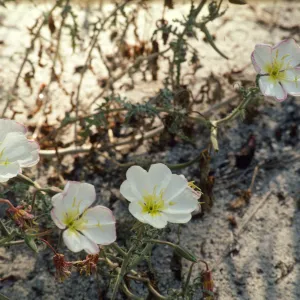 Oenothera deltoides ssp. howellii