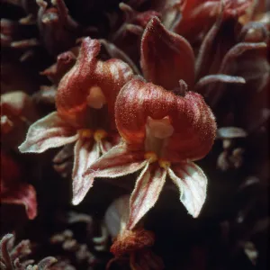 Orobanche californica ssp. feudgei