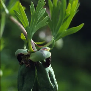 Paeonia