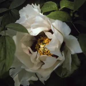 Paeonia suffruticosa