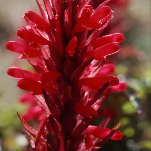 Pedicularis densiflora