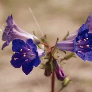 Phacelia campanularia