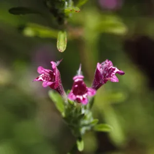 Pogogyne clareana