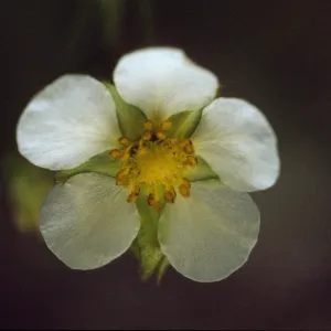 Potentilla glandulosa