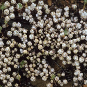 Psilocarphus tenellus