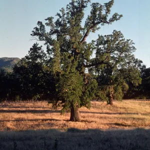 Quercus lobata