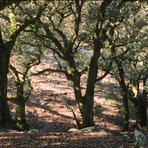 Quercus tomentella