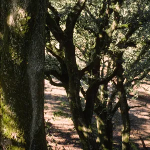 Quercus tomentella