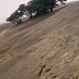 Quercus tomentella