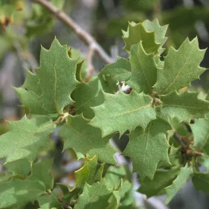 Quercus turbinella