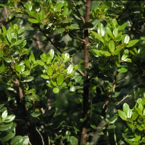 Rhamnus pirifolia