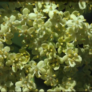 Sambucus mexicana