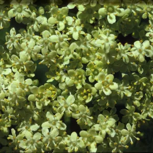 Sambucus mexicana