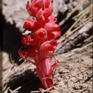 Sarcodes sanguinea, Pine Mountain