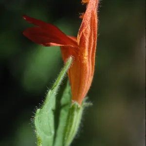 Satureja mimuloides