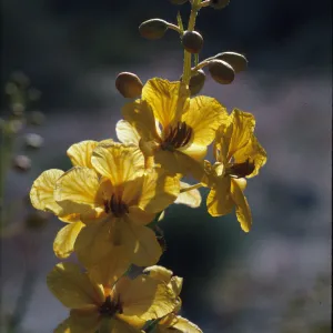 Senna armata