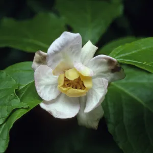 Sinocalycanthus chinensis
