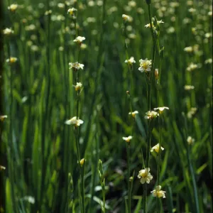 Sisyrinchium striatum
