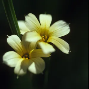 Sisyrinchium striatum
