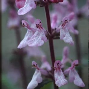Stachys bullata