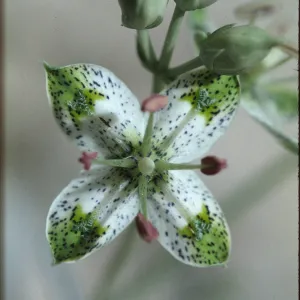 Swertia albomarginata