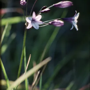 Triteleia clementina