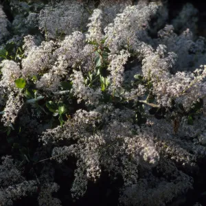 Ceanothus leucodermis