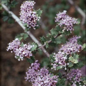 Ceanothus divergens