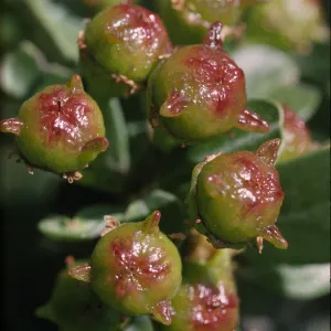 Ceanothus megacarpus ssp. insularis