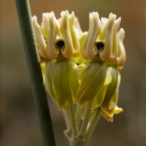 Asclepias subulata