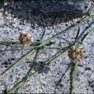 Sarcostemma