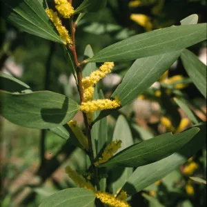 Acacia longifolia