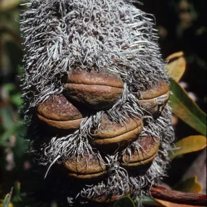 Banksia pilostylis