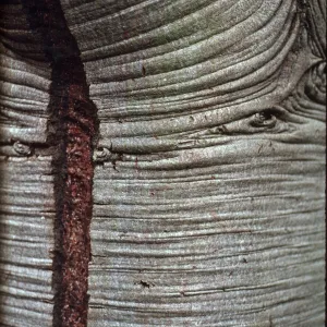 Leucadendron argenteum