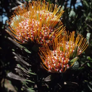 Protea magnifica