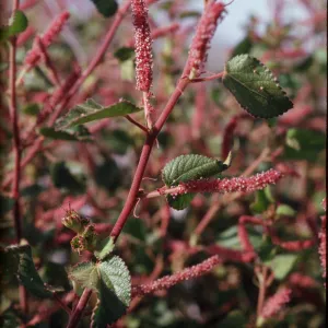 Acalypha