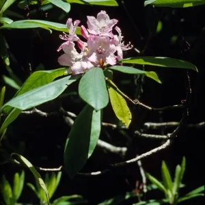 Rhododendron macrophyllum