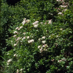 Rhododendron occidentale
