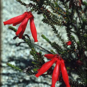 Erica cerinthoides