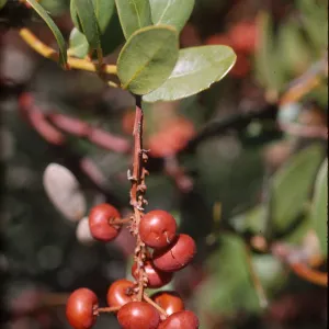 Arctostaphylos insularis