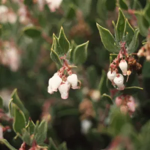 Arctostaphylos myrtifolia