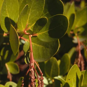 Arctostaphylos insularis, Santa Cruz Island