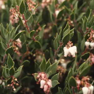 Arctostaphylos myrtifolia