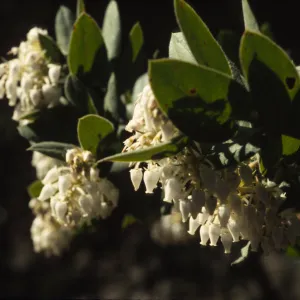 Arctostaphylos regismontana