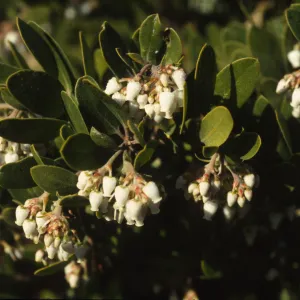 Arctostaphylos rosei