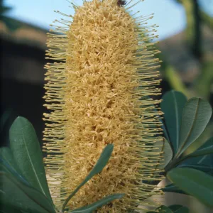 Banksia