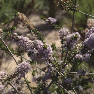 Ceanothus cuneatus var. fascicularis